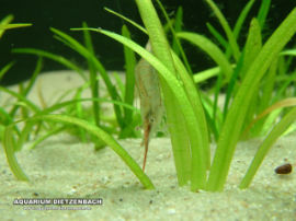 Caridina gracilirostris - Rote Nashorngarnele