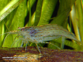 Caridina japonica - AMANO Algengarnele