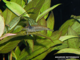 Caridina japonica - AMANO Algengarnele