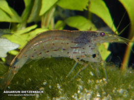 Caridina japonica - AMANO Algengarnele