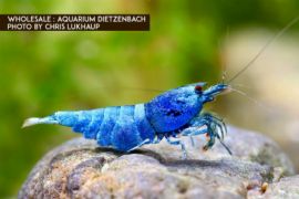 Caridina logemanni - Zwerggarnele "blue bolt" 