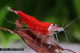 Caridina logemanni - Zwerggarnele "christmas" 