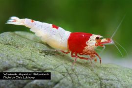 Caridina logemanni - Zwerggarnele "Kristall red" K8-K10