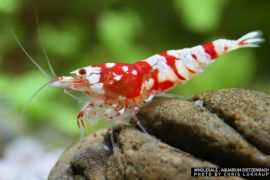 Caridina logemanni - Zwerggarnele "flower"