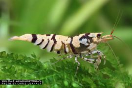 Caridina logemanni - Zwerggarnele "flower"