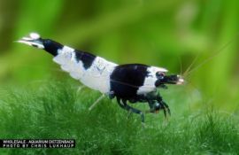 Caridina logemanni - Zwerggarnele "Panda" 