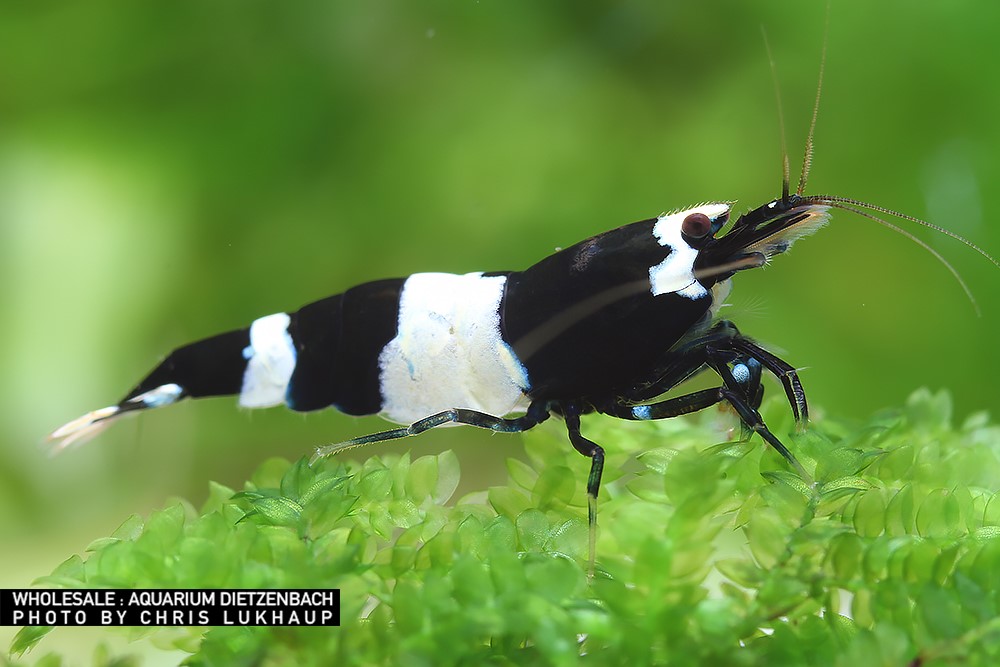 Caridina logemanni - Zwerggarnele "panda"