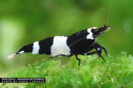 Caridina logemanni - Zwerggarnele "Panda" 