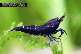 Caridina logemanni - Zwerggarnele "Panda" 