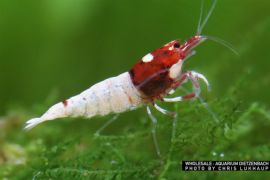 Caridina logemanni - Zwerggarnele "Pinto red"