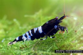 Caridina logemanni - Zwerggarnele "Pinto black"