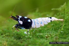 Caridina logemanni - Zwerggarnele "Pinto black"