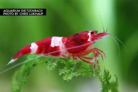 Caridina logemanni - Zwerggarnele "wine red" 