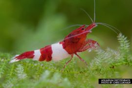 Caridina logemanni - Zwerggarnele "wine red" 