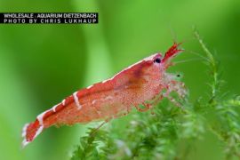 Caridina cf. babaulti malaya - "Red bandet" Zwerggarnele 