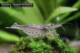 Caridina multidentata - "AMANO" Algengarnele