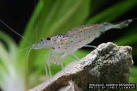 Caridina multidentata - "AMANO" Algengarnele