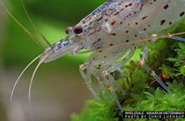 Caridina multidentata - "AMANO" Algengarnele