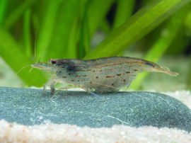 Caridina multidentata - Amano Algengarnele