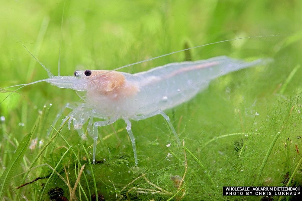 Caridina multidentata - "AMANO SNOW" Algengarnele