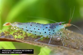 Caridina rubropunctata - Vietnam Leopardgarnele