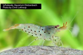 Caridina rubropunctata - Vietnam Leopardgarnele