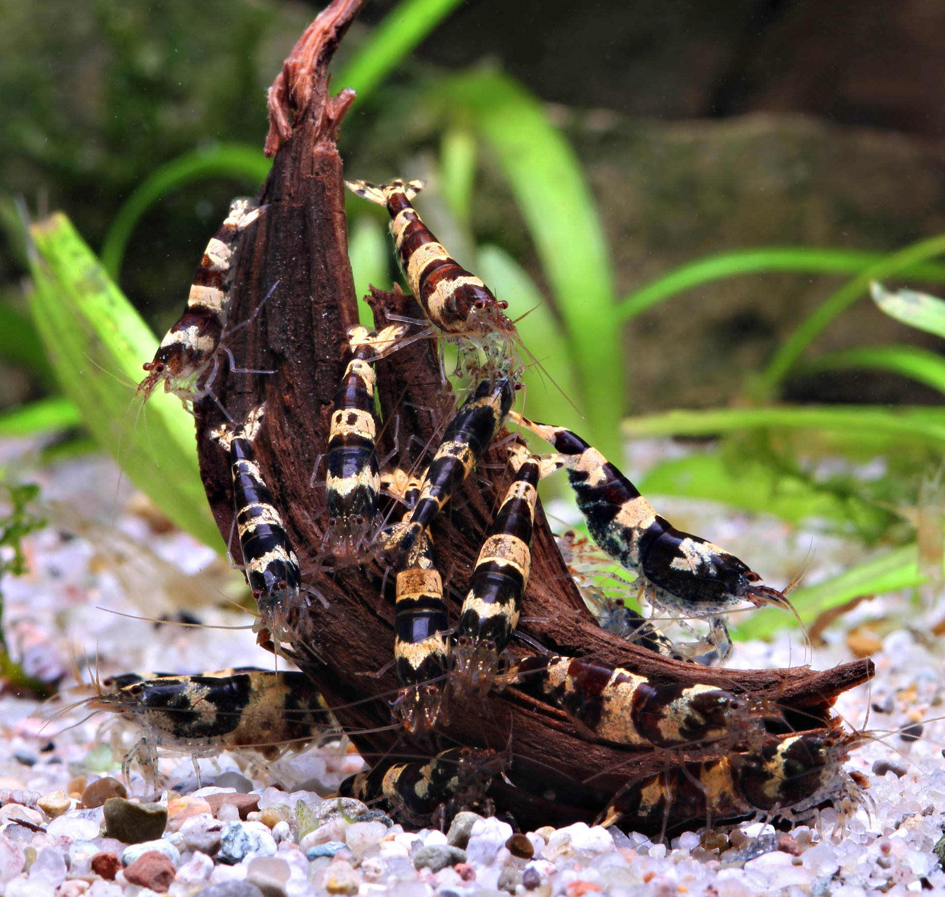 Caridina sp.