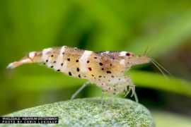 Caridina sp. - Zwerggarnele "Dalmat" 