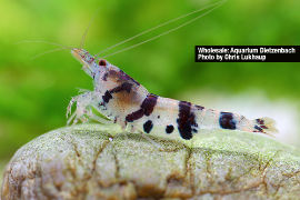 Caridina sp. - Zwerggarnele "Raccoon" 