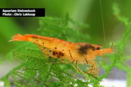 Caridina mariae - Zwerggarnele "Tiger Tangerine" 