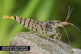 Caridina mariae - Zwerggarnele "Tiger Galaxy" 