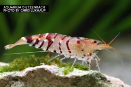 Caridina mariae - Zwerggarnele "Tiger" 