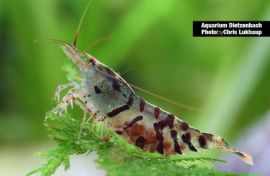 Caridina mariae - Zwerggarnele "Tiger" 