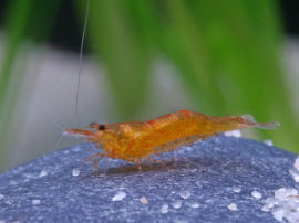 Caridina thambipillai - Mandarin Zwerggarnele