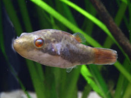 Carinotetraodon irrubesco - Rotschwanz-Kammkugelfisch