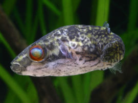 Carinotetraodon irrubesco - Rotschwanz-Kammkugelfisch