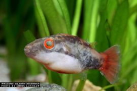 Carinotetraodon irrubesco - Rotaugen-Kugelfisch