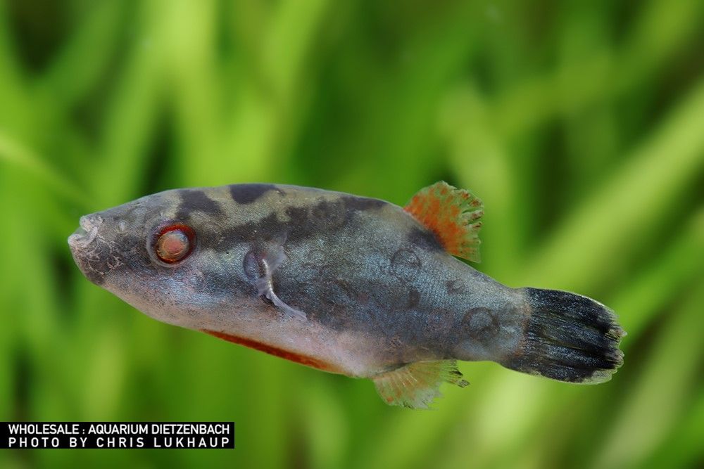 Carinotetraodon lorteti - Somphong's Puffer