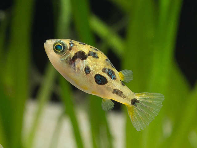 Carinotetraodon travancoricus - Erbsenkugelfisch