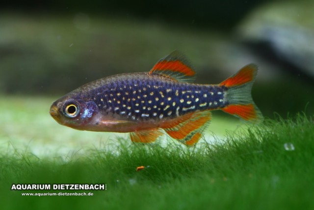 Celestichthys margaritatus - Perlhuhnbärbling, Galaxy