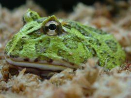 Ceratophrys cranwelli - Cranwells Hornfrosch