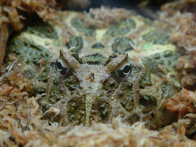 Ceratophrys cranwelli - "Cranwelli Schmuckhornfrosch"