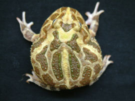 Ceratophrys cranwelli - Foto 022