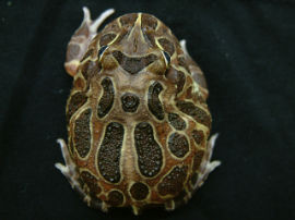 Ceratophrys cranwelli - Foto 027