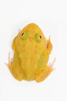 Ceratophrys cranwelli - Cranwelli Schmuckhornfrosch "pikachu super"