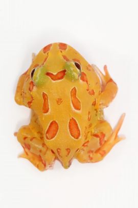 Ceratophrys cranwelli - Cranwelli Schmuckhornfrosch "albino"