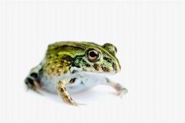 Ceratophrys cranwelli - Schmuckhornfrösche