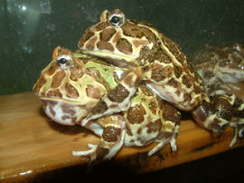 Ceratophrys cranwelli - Foto 004