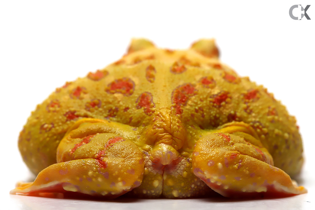 Ceratophrys cranwelli -  Cranwelli Schmuckhornfrosch "albino"