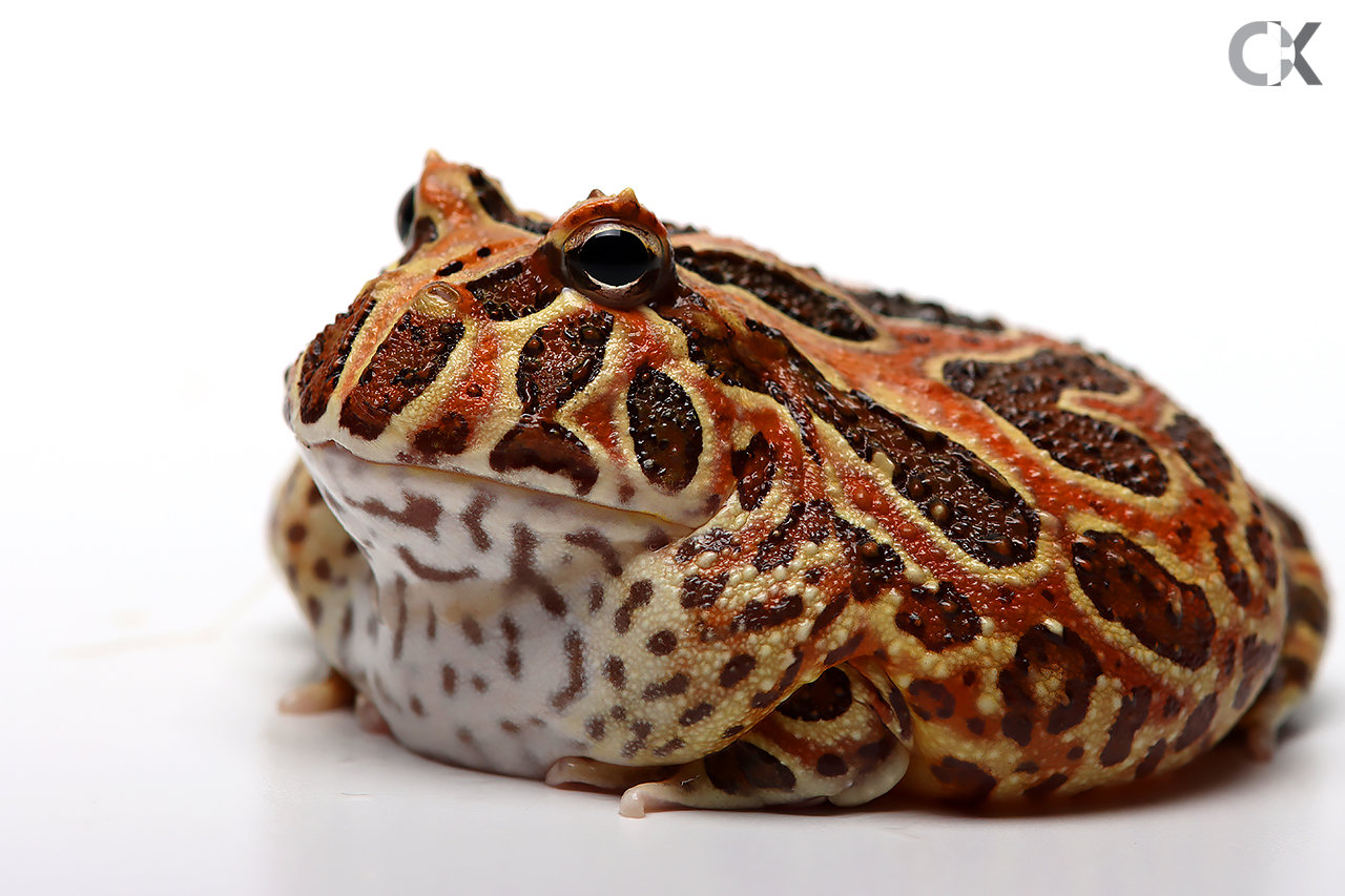 Ceratophrys Cranwelli - Cranwelli Schmuckhornfrosch "coffee"